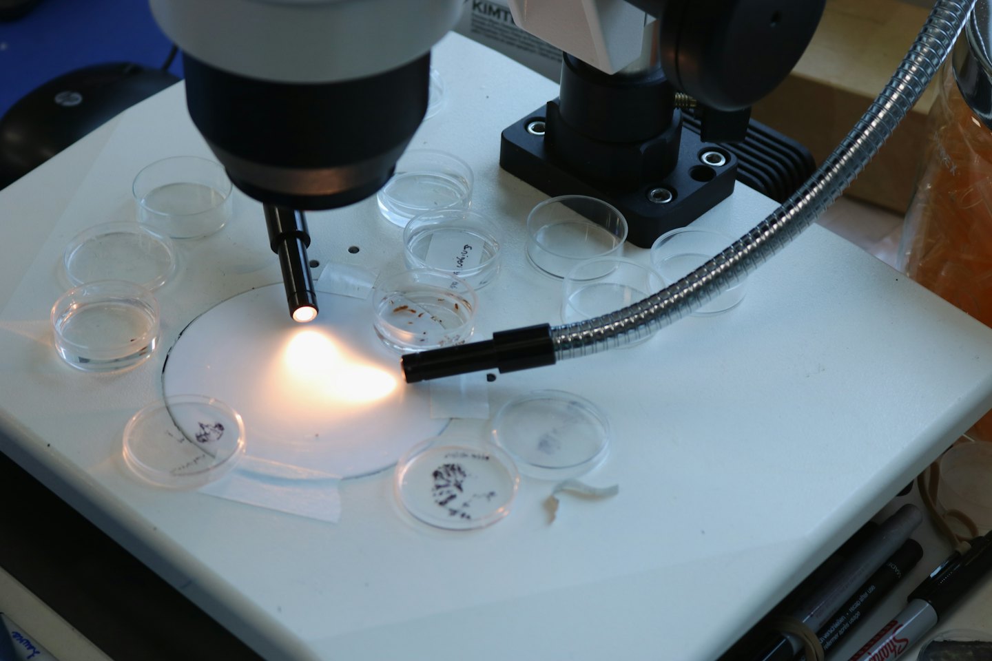 Microscopio y placas de Petri sobre un banco de laboratorio.
